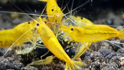 Taiwan Yellow King Kong shrimp